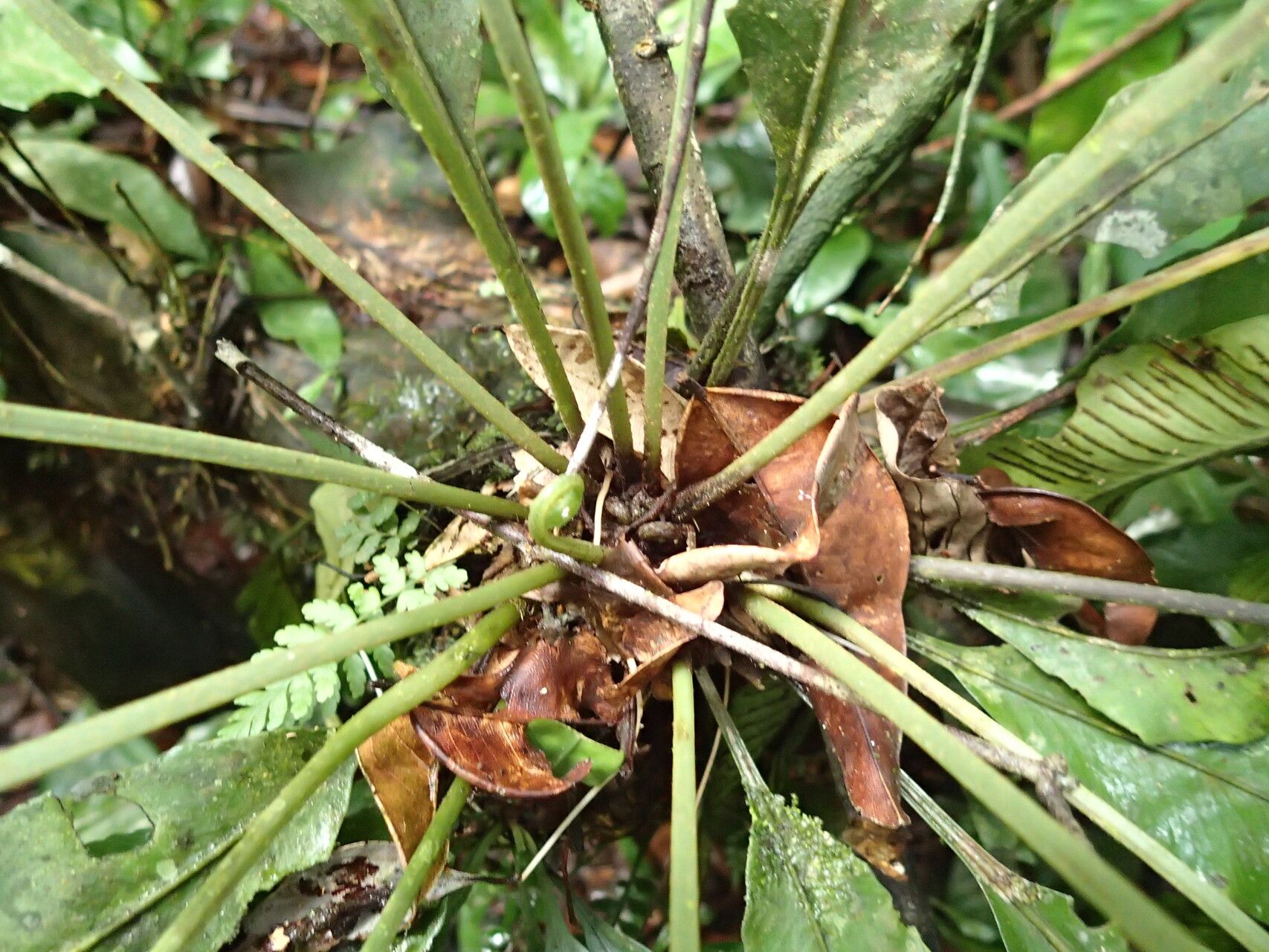 Asplenium paucijugum leaf