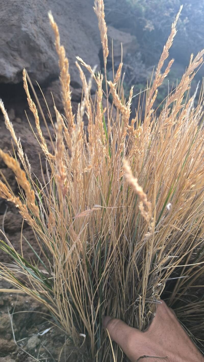 Festuca agustini — related species from the same genus