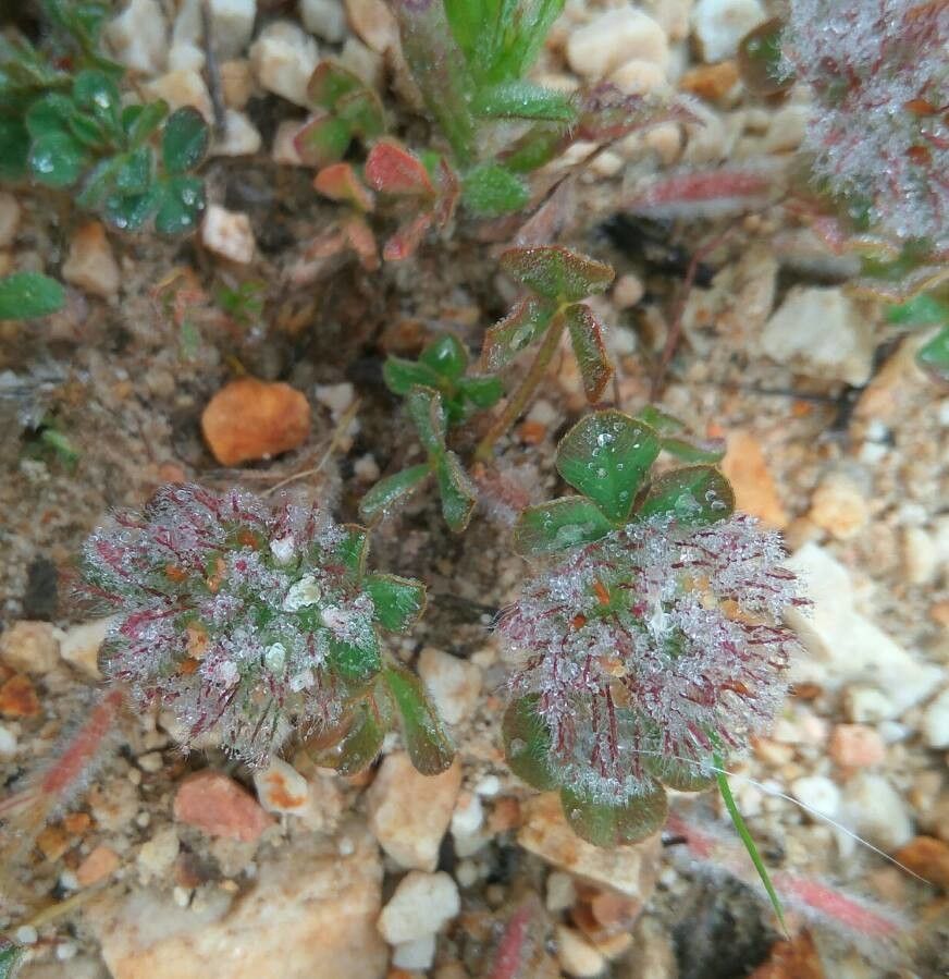 Trifolium lappaceum flower