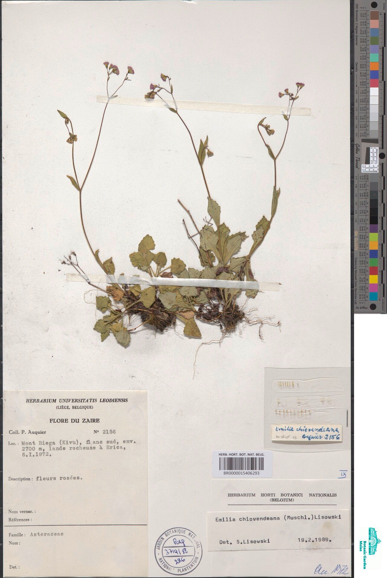 Emilia chiovendeana — search result for 'Emilia'