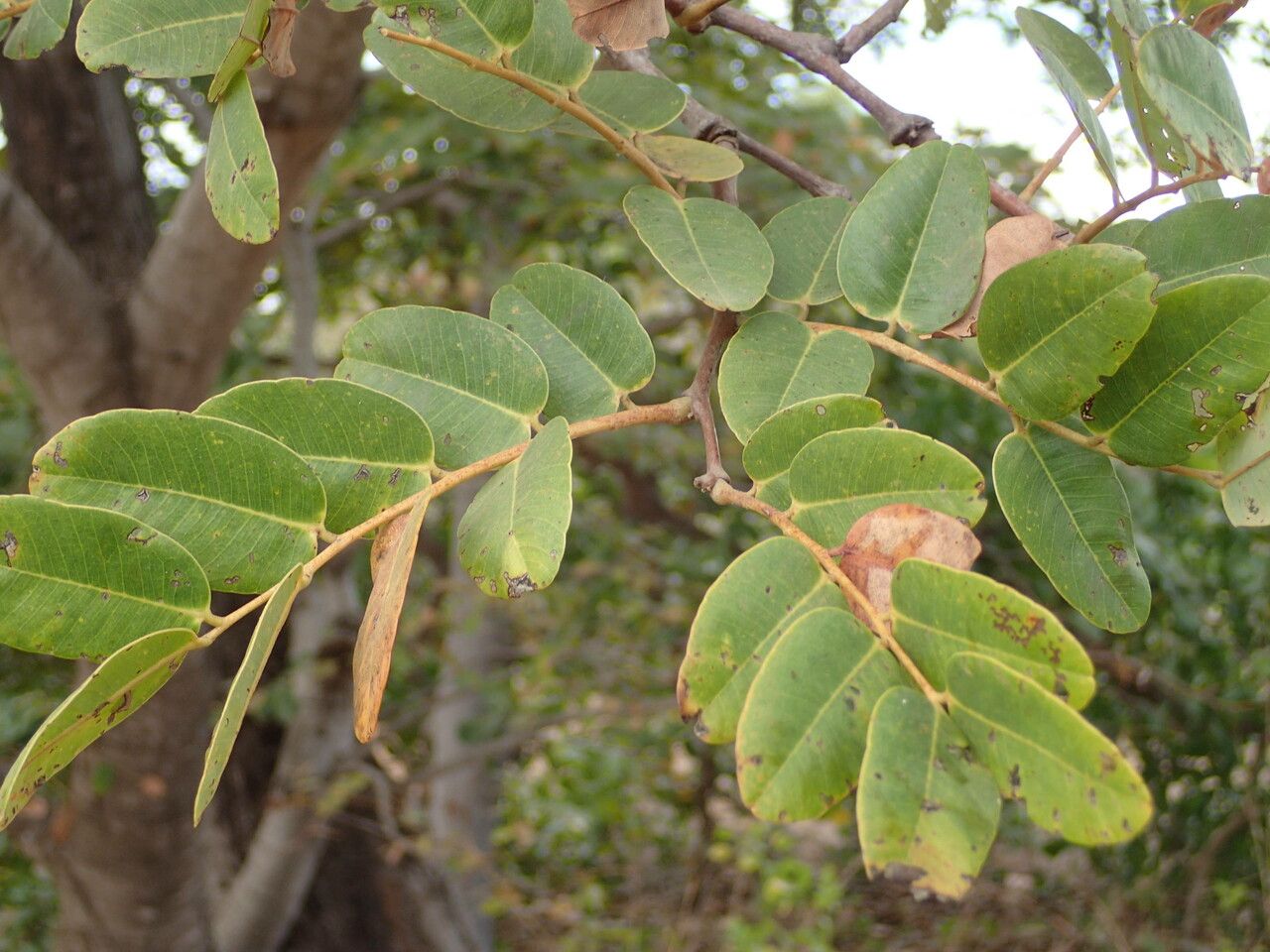 Detarium microcarpum leaf
