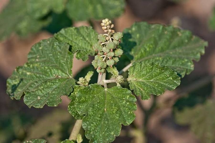 Chrozophora rottleri fruit
