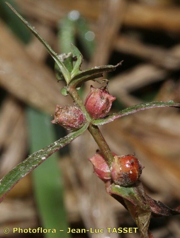 Ammannia robusta fruit