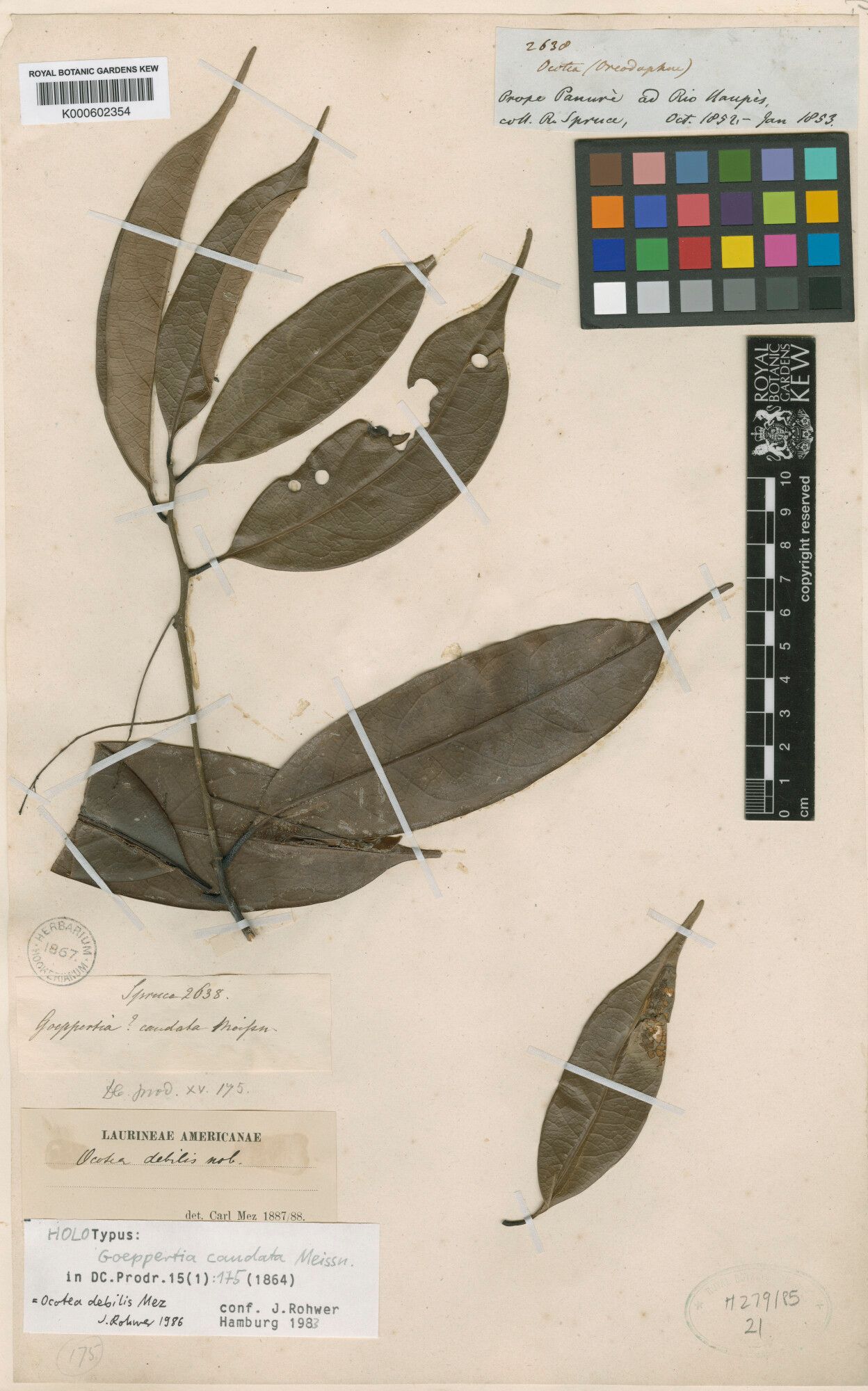 Ocotea debilis — houseplant care guide