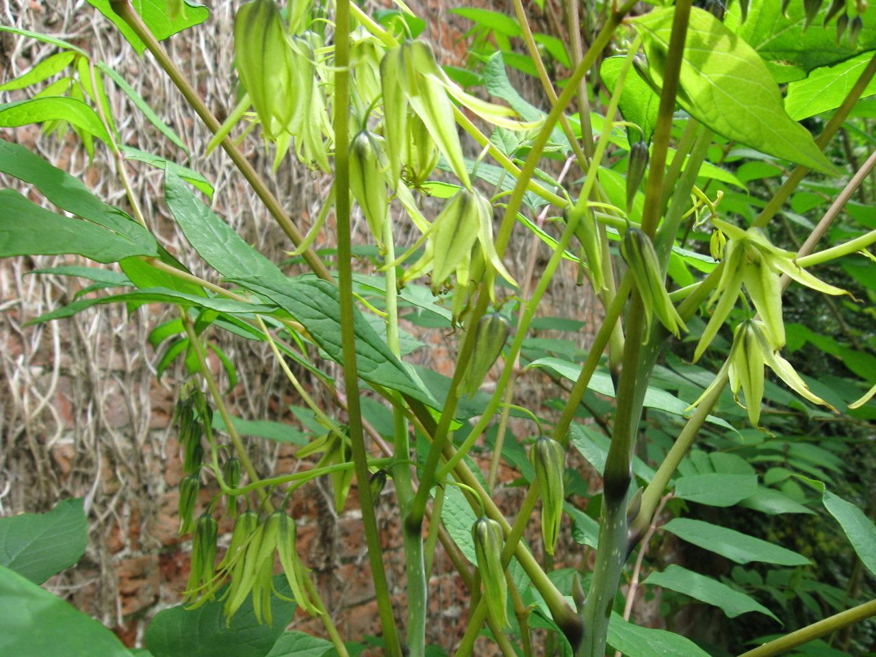 Decaisnea insignis flower
