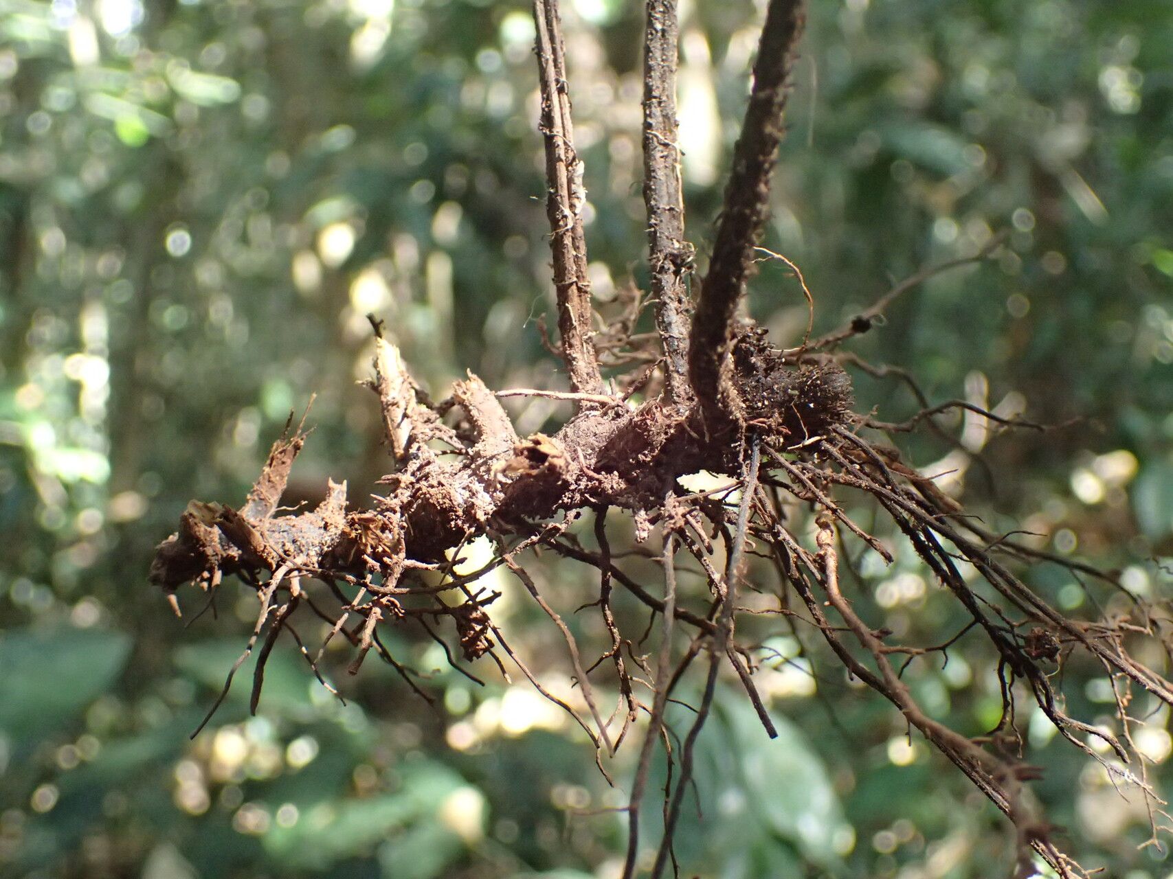Bolbitis boivinii other