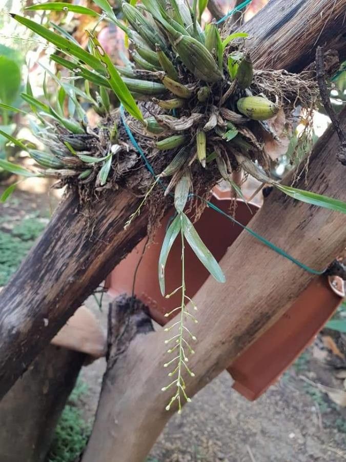 Scaphyglottis micrantha — houseplant care guide