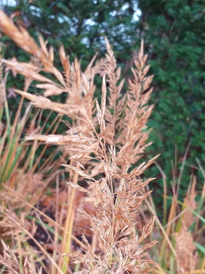 Calamagrostis arundinacea flower