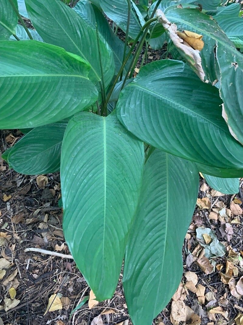 Stromanthe stromanthoides