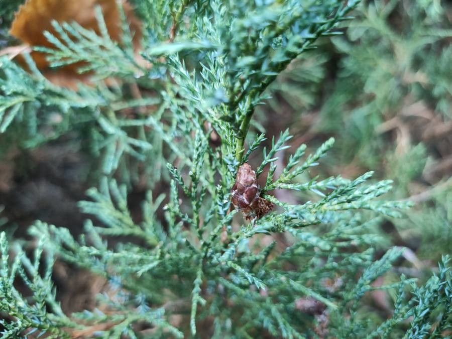 Juniperus scopulorum flower