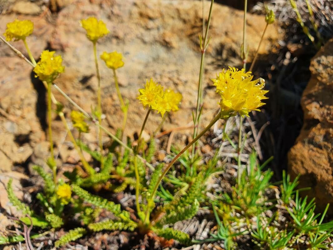 Potentilla gordonii — houseplant care guide