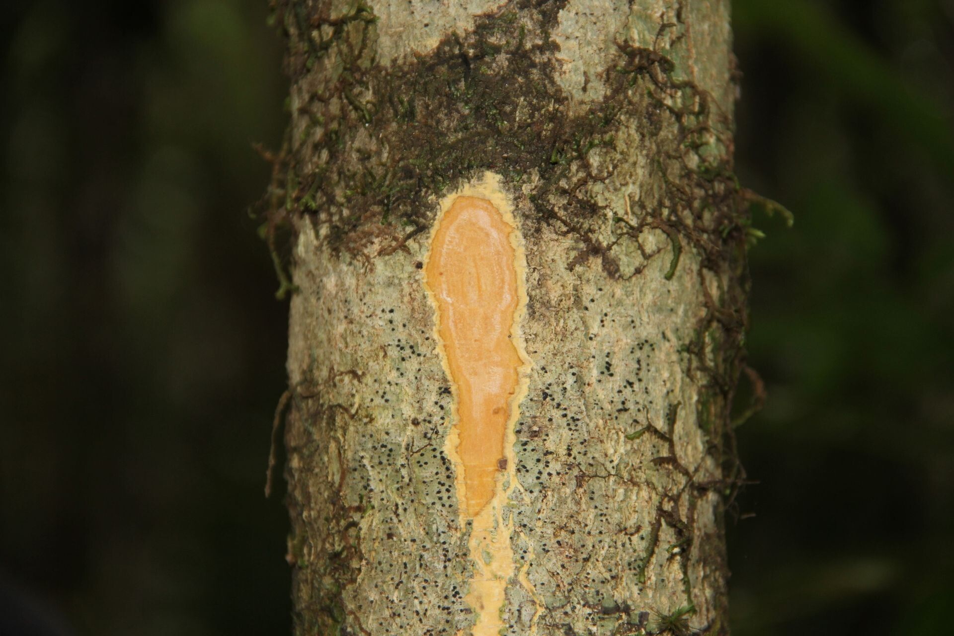 Homalium guillainii bark