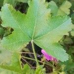 Malva sylvestris