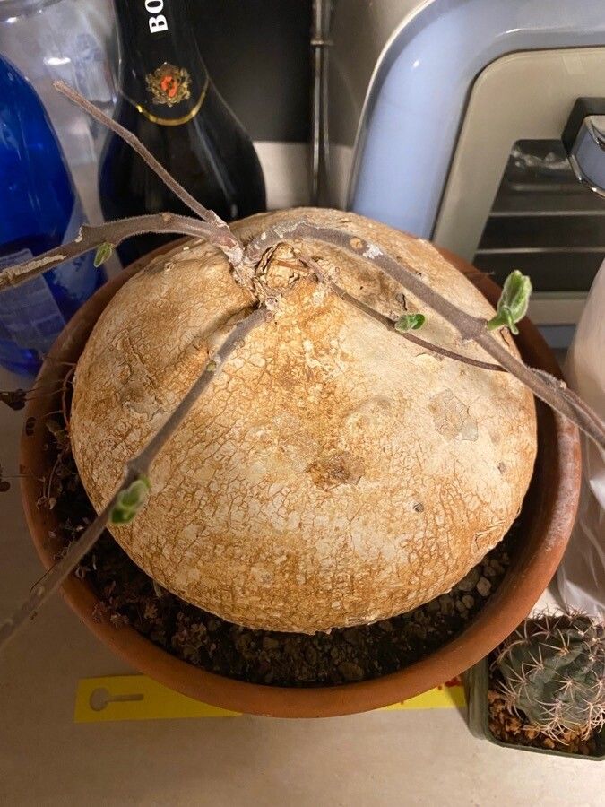 Ipomoea bolusiana — search result for 'Ipomoea'