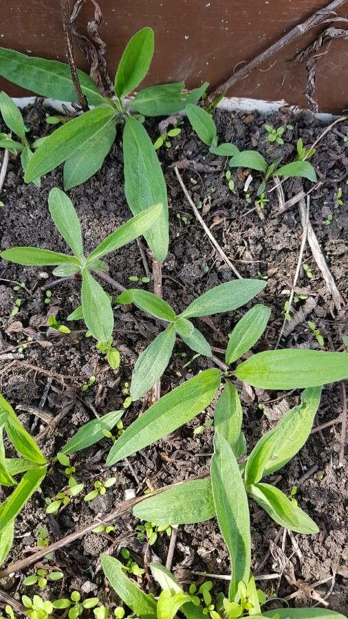 Arnica montana fruit