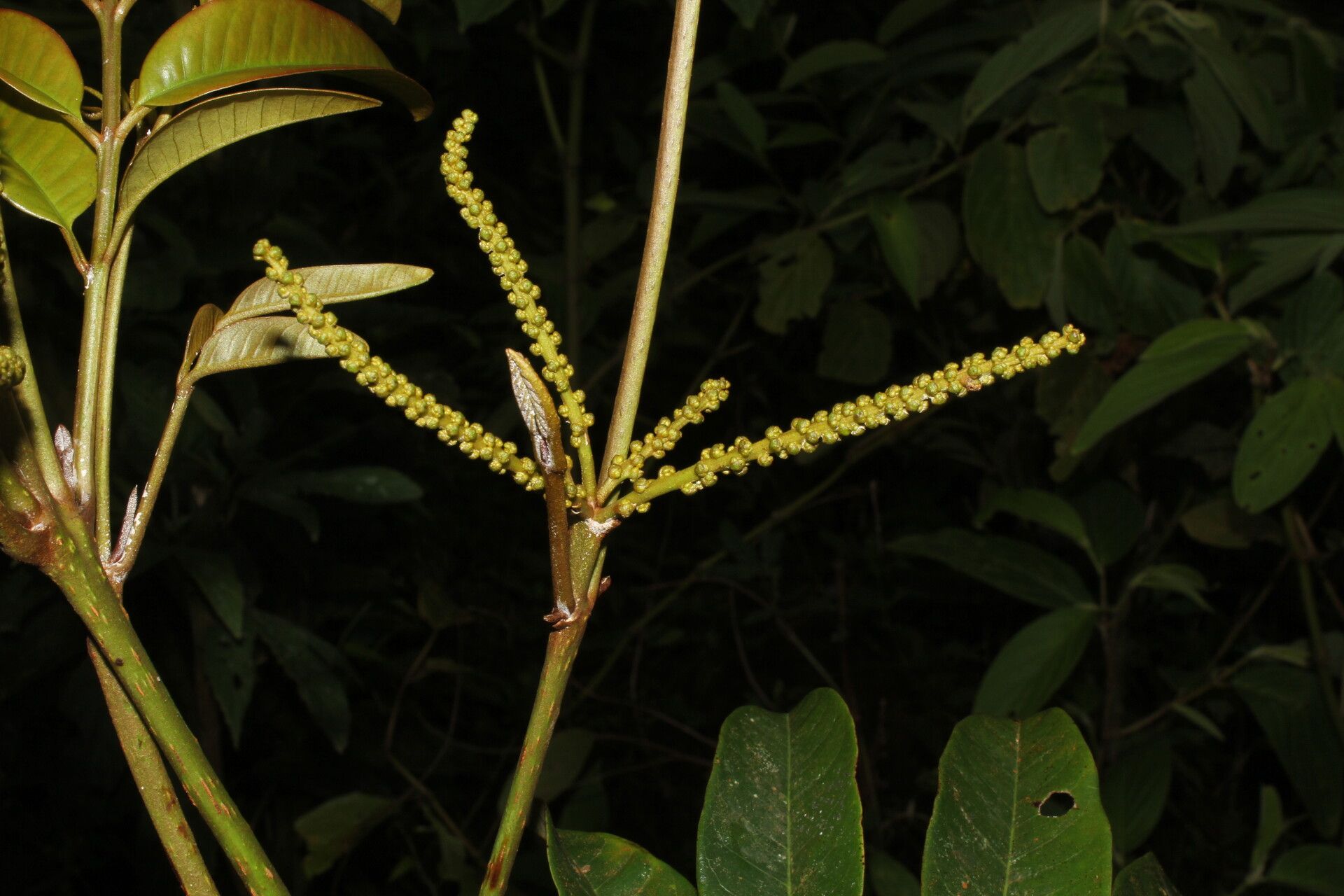 Alfaroa guanacastensis fruit