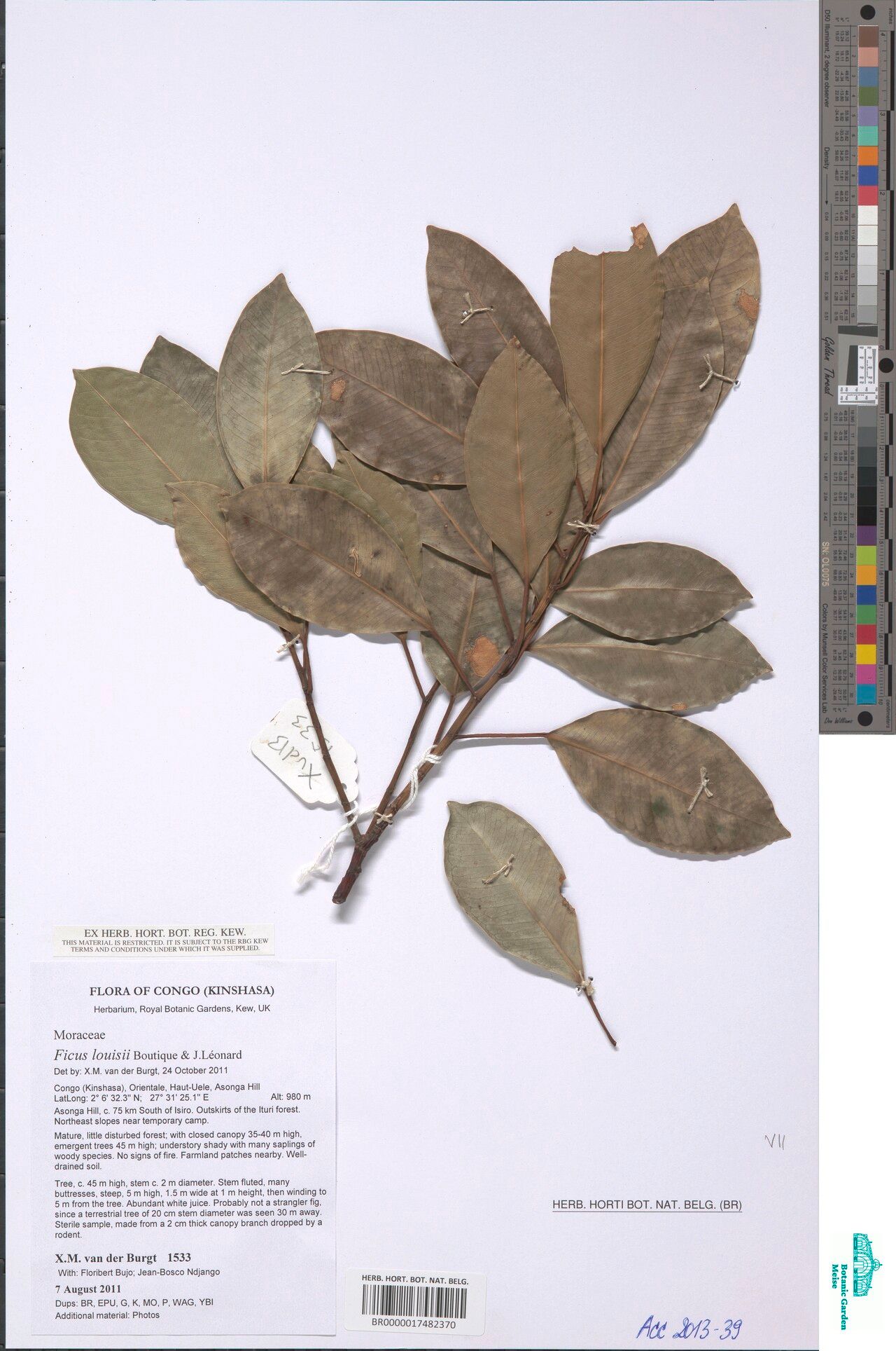 Ficus louisii — houseplant care guide