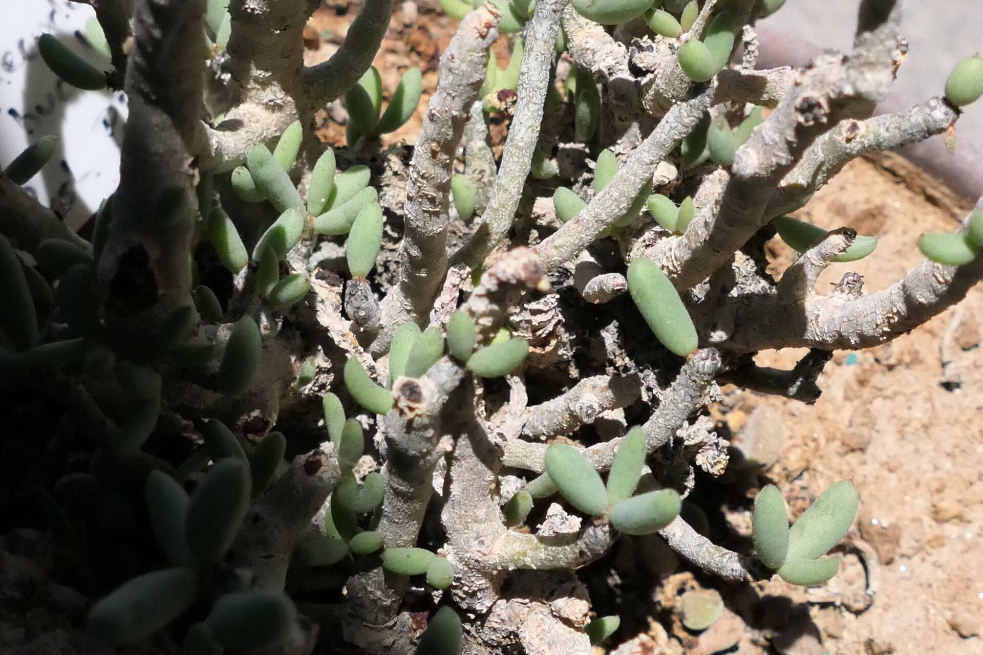 Tylecodon buchholzianus bark