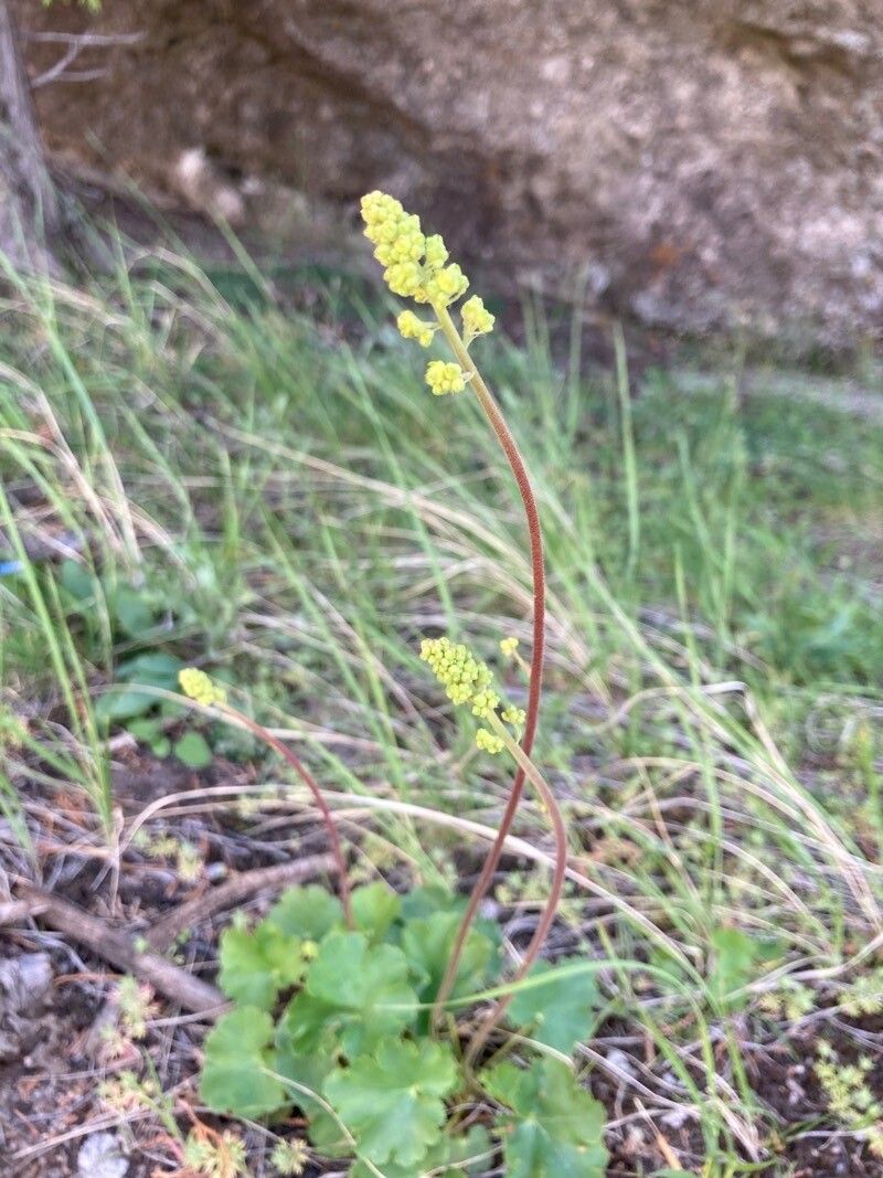 Heuchera parvifolia flower