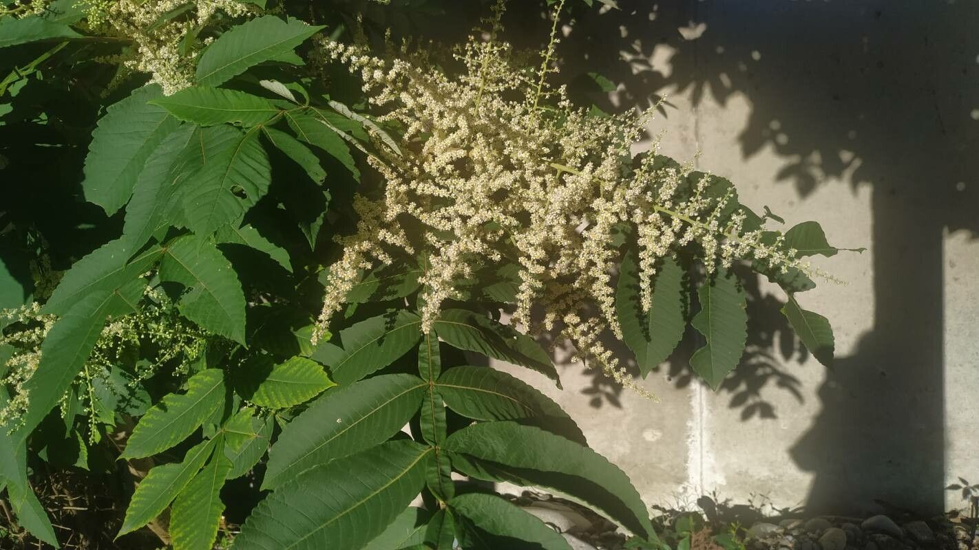 Rhus chinensis flower