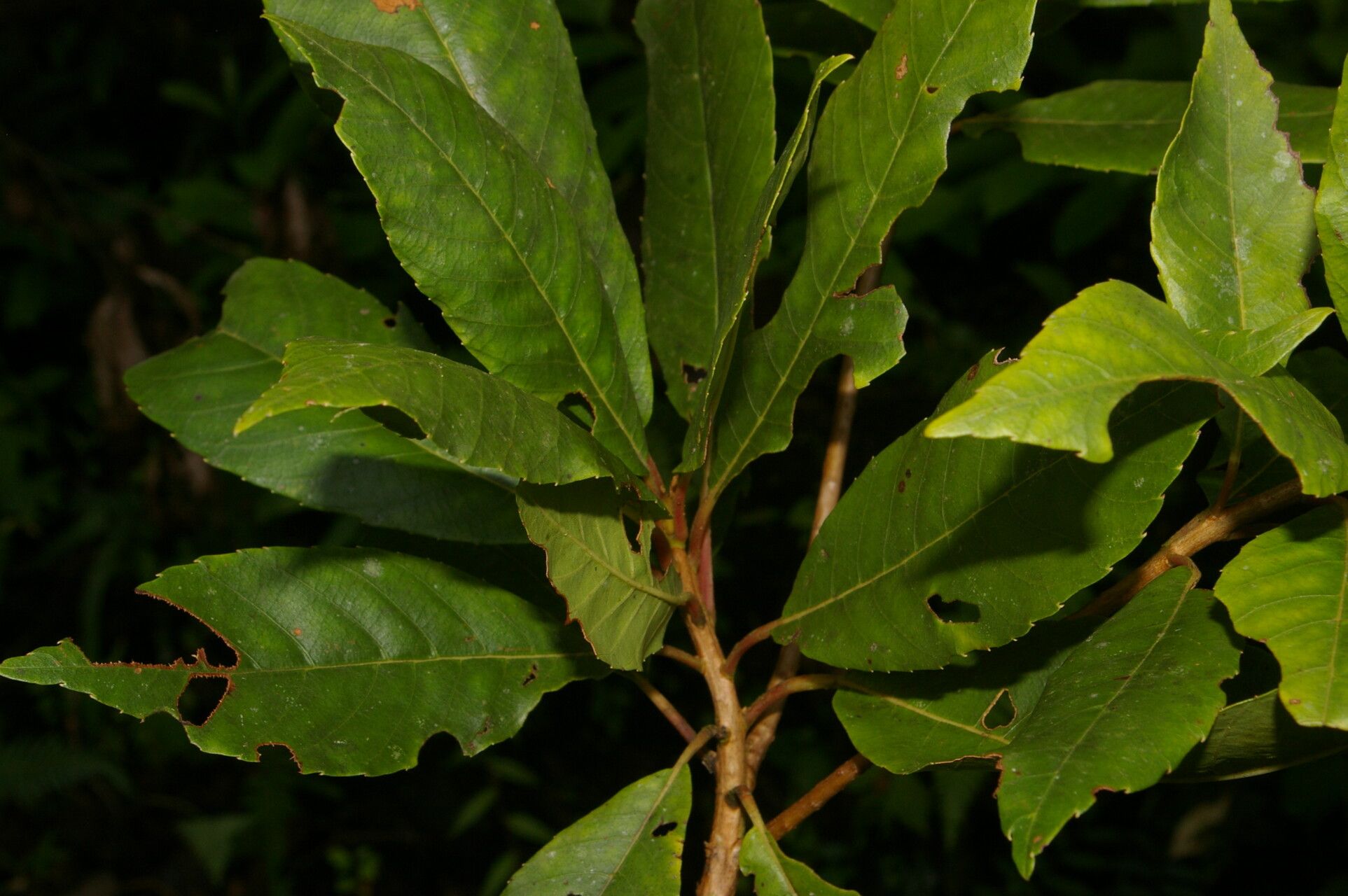 Clethra pyrogena — search result for 'Clethra'