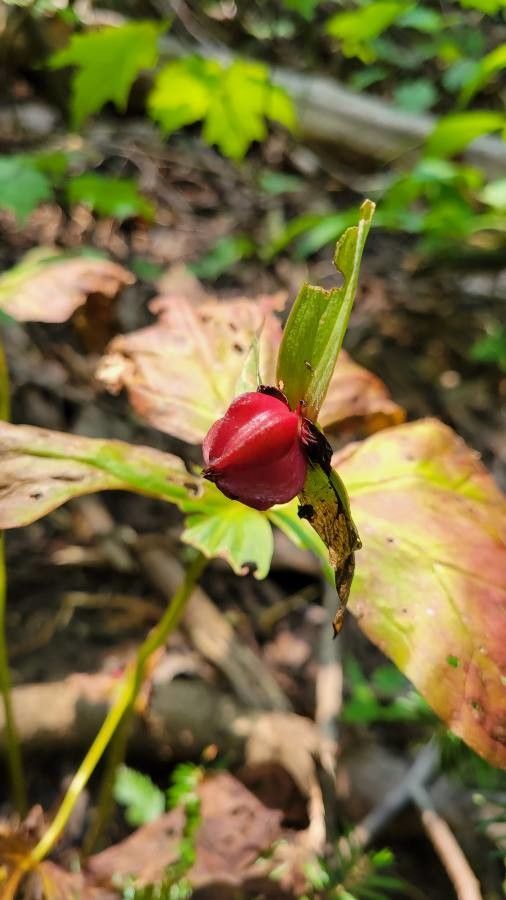 Trillium erectum fruit
