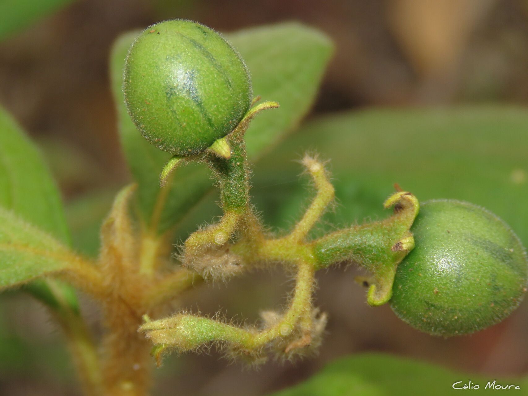 Solanum rhytidoandrum fruit