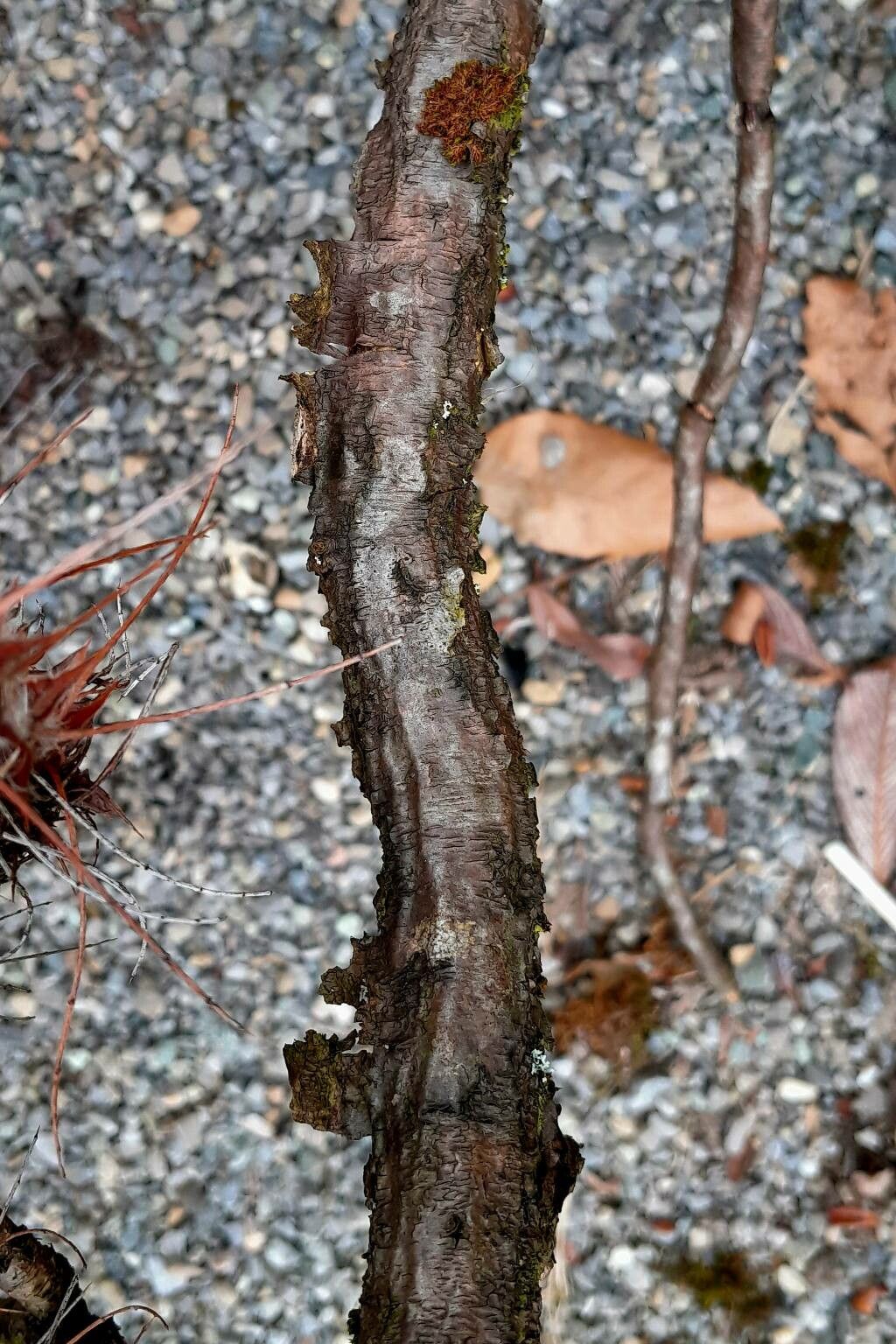 Caragana jubata bark