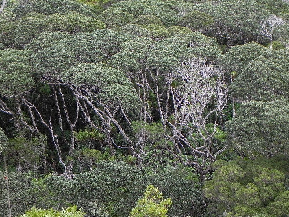 Nothofagus baumanniae habit