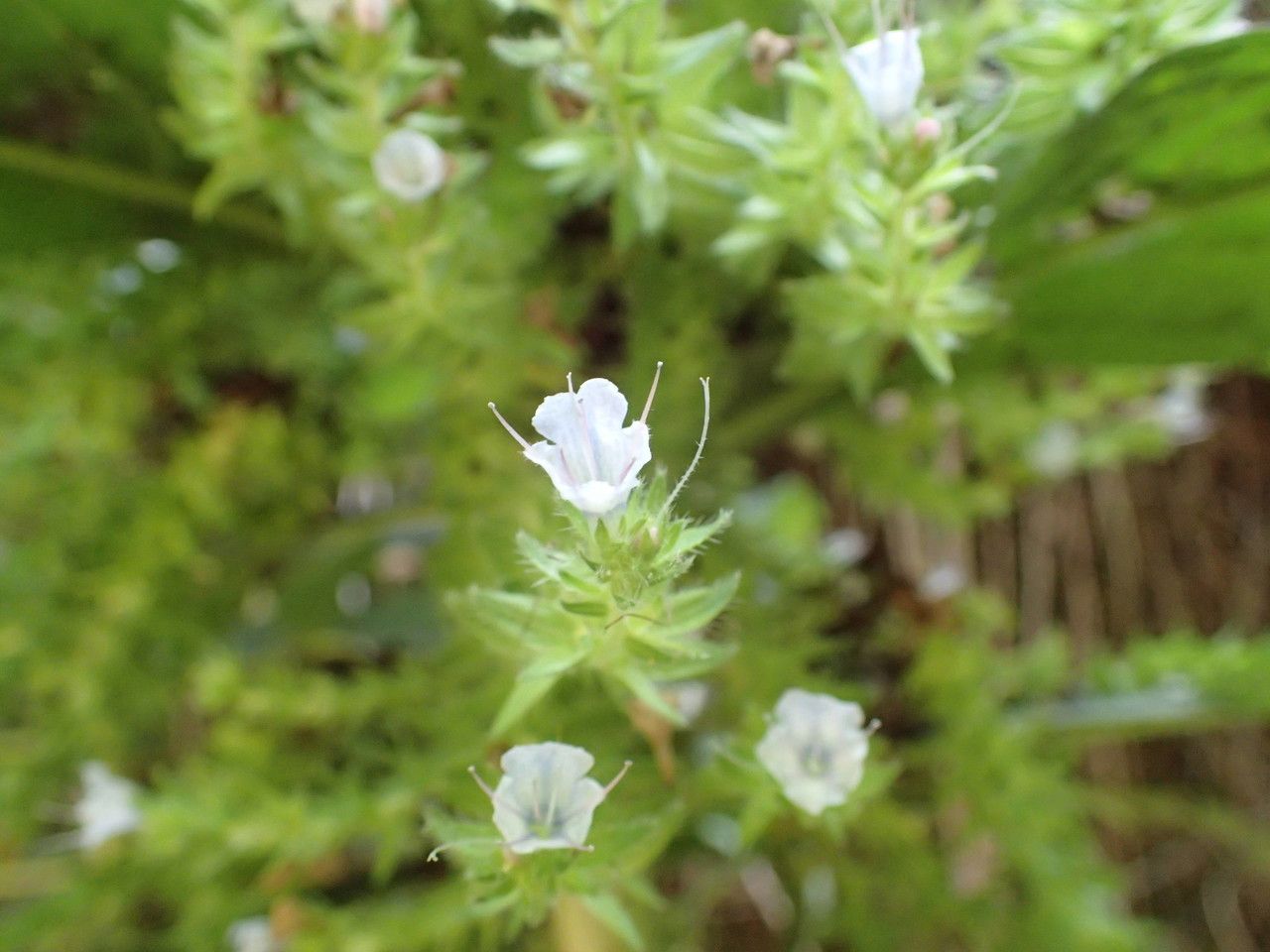 Echium pinninana — houseplant care guide
