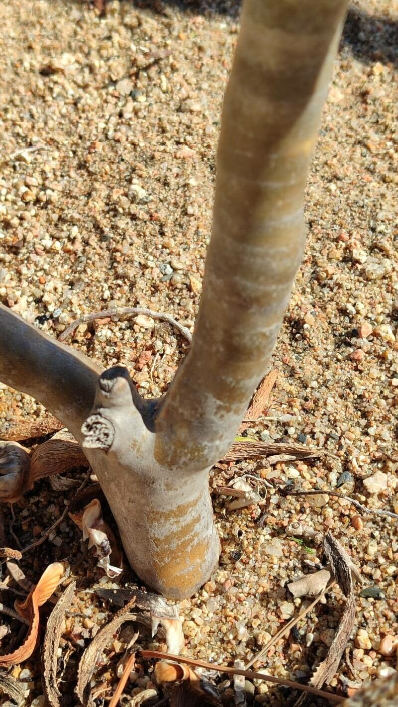Aloidendron ramosissimum bark