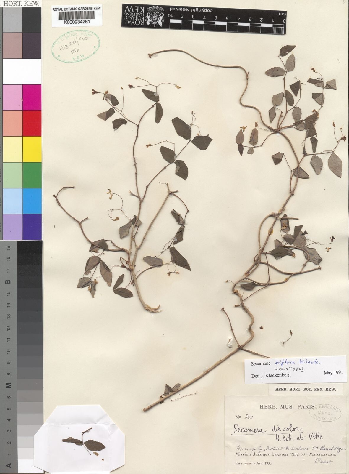 Secamone triflora — houseplant care guide