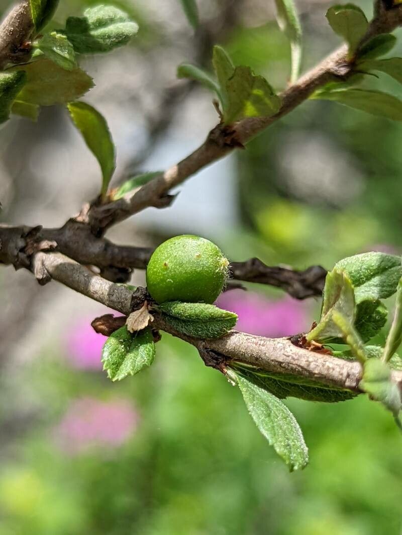 Prunus prostrata fruit