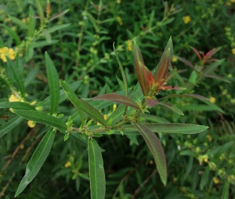 Heimia salicifolia leaf