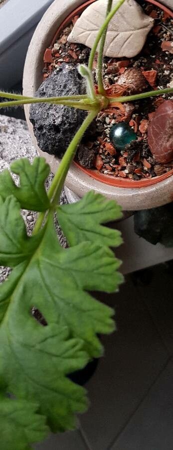 Pelargonium schizopetalum — houseplant care guide