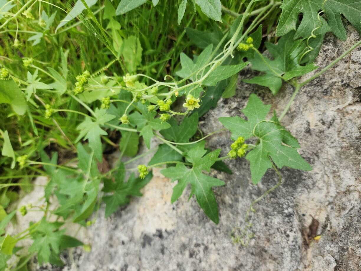 Bryonia monoica habit