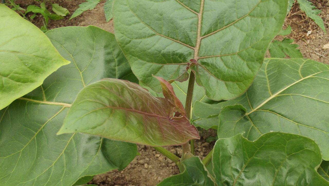 Cyphomandra betacea leaf