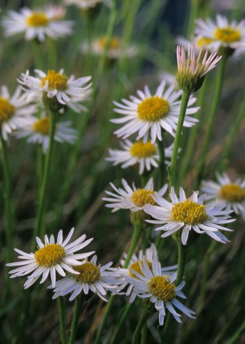 Erigeron rhizomatus — search result for 'Erigeron'