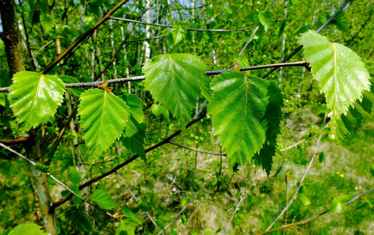 Betula papyrifera
