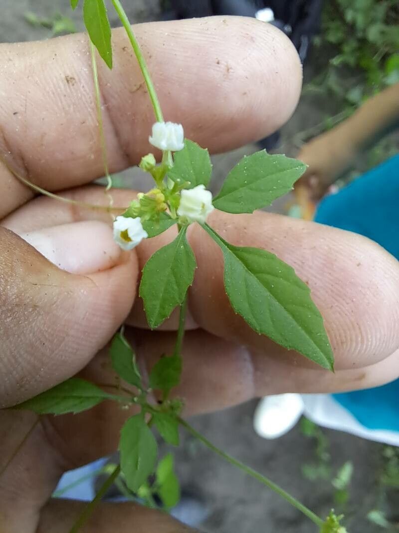 Cyclanthera langaei flower