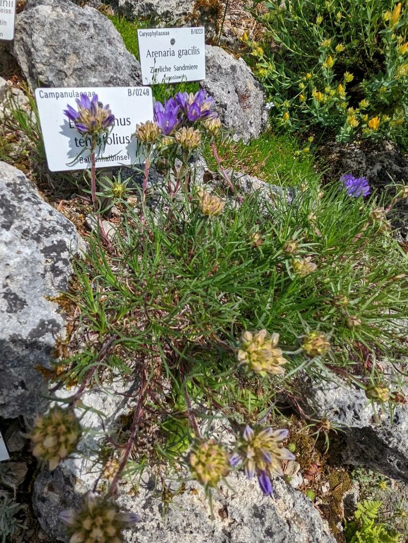 Edraianthus tenuifolius habit