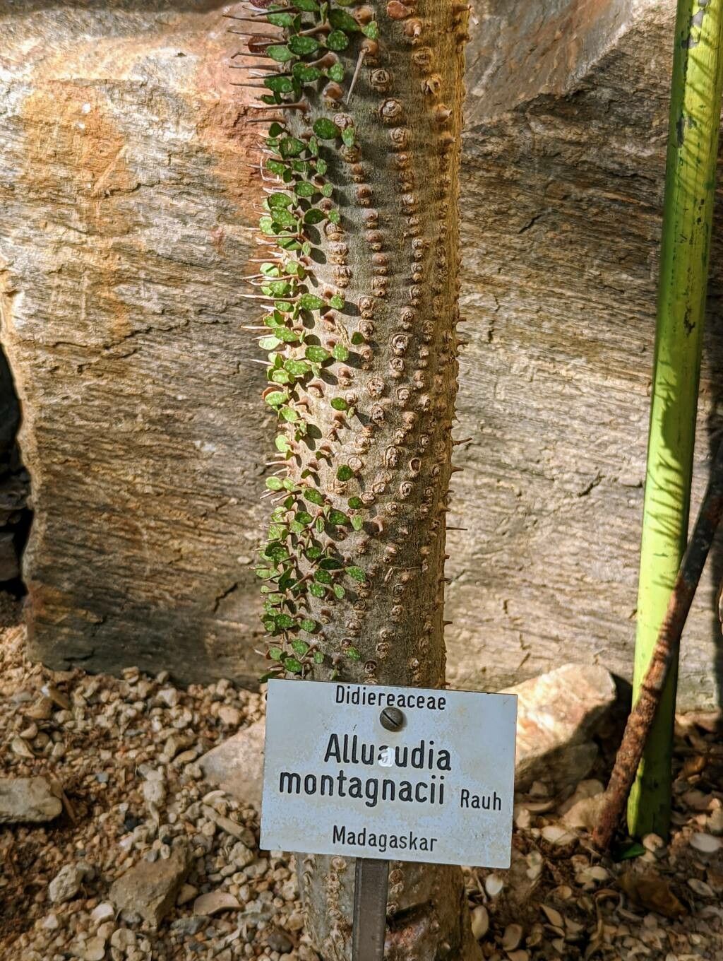Alluaudia montagnacii bark