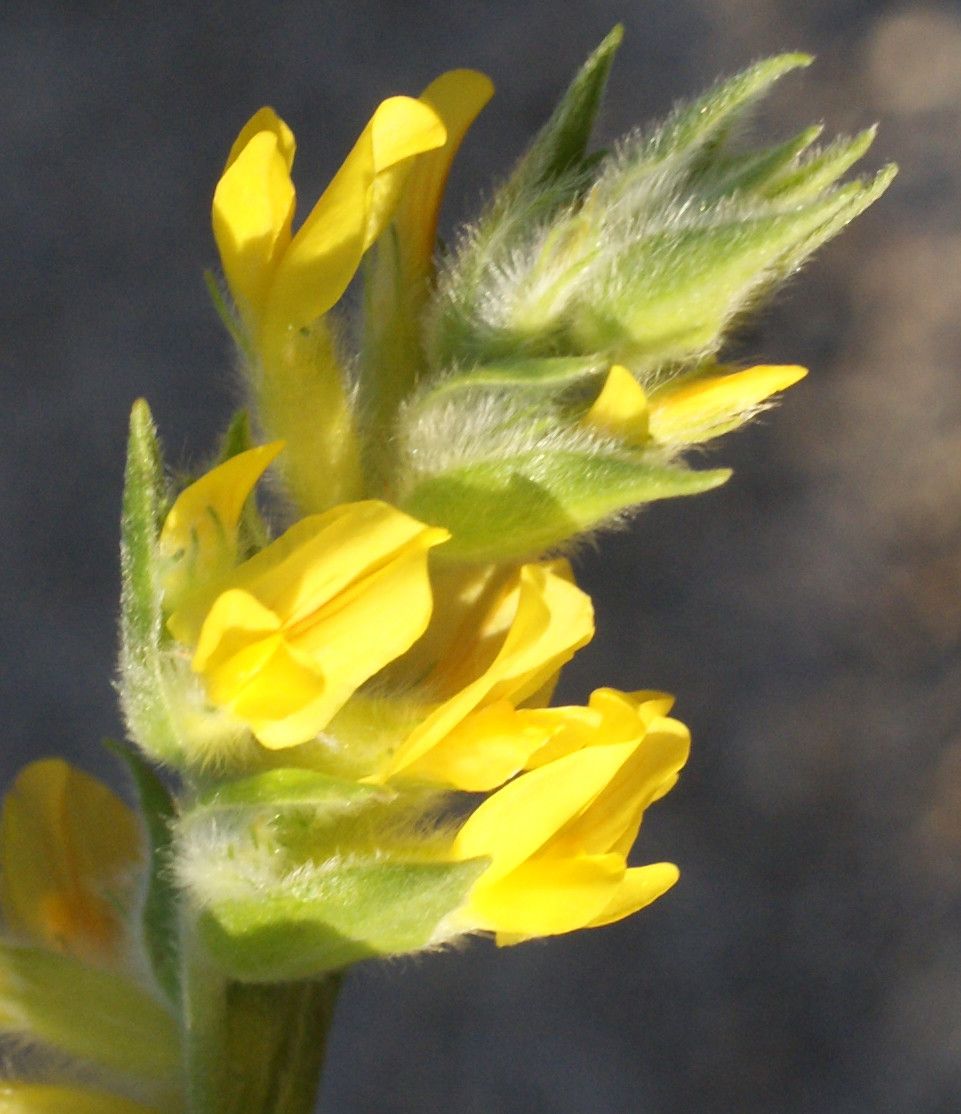 Anthyllis terniflora flower