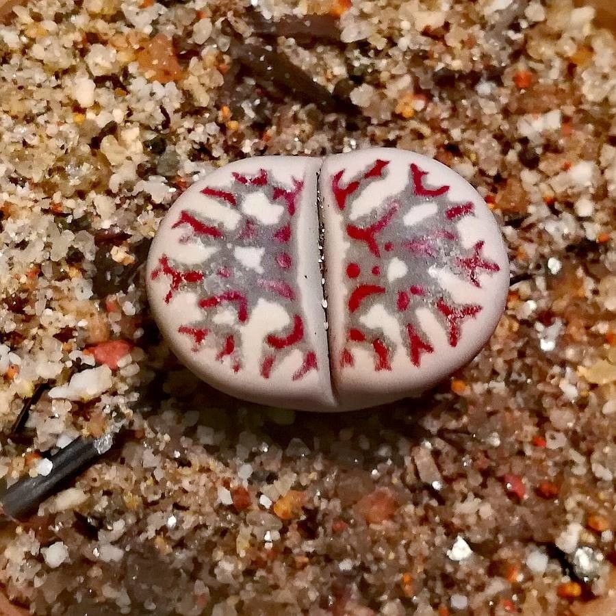 Lithops dorotheae — search result for 'Lithops'