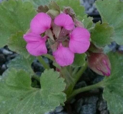 Telesonix jamesii — search result for 'Ericaceae'