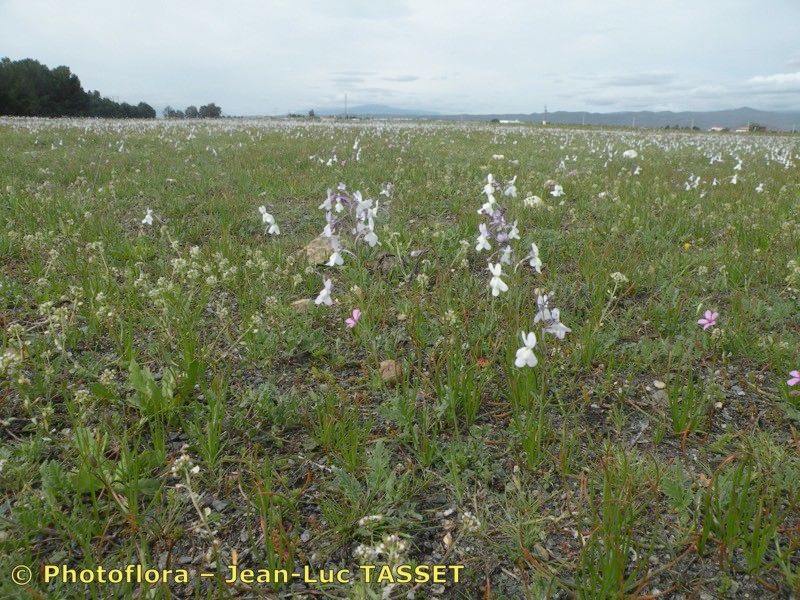 Linaria nigricans habit