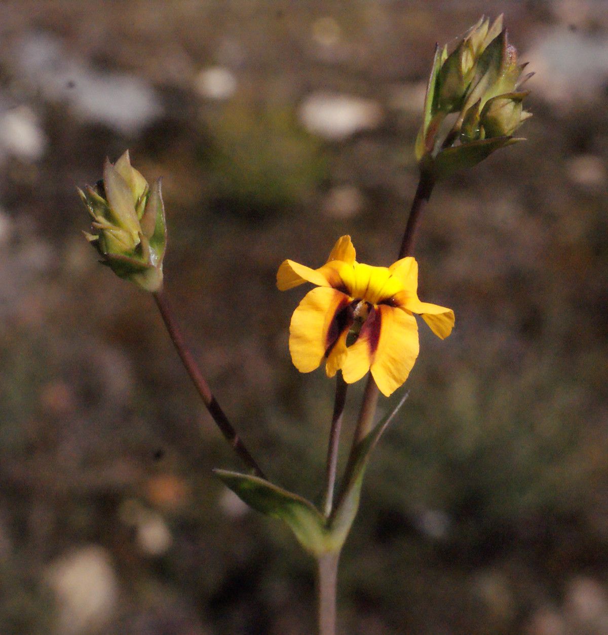 Goodenia trinervis flower