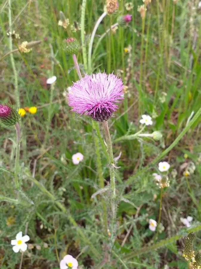 Carduus nigrescens flower