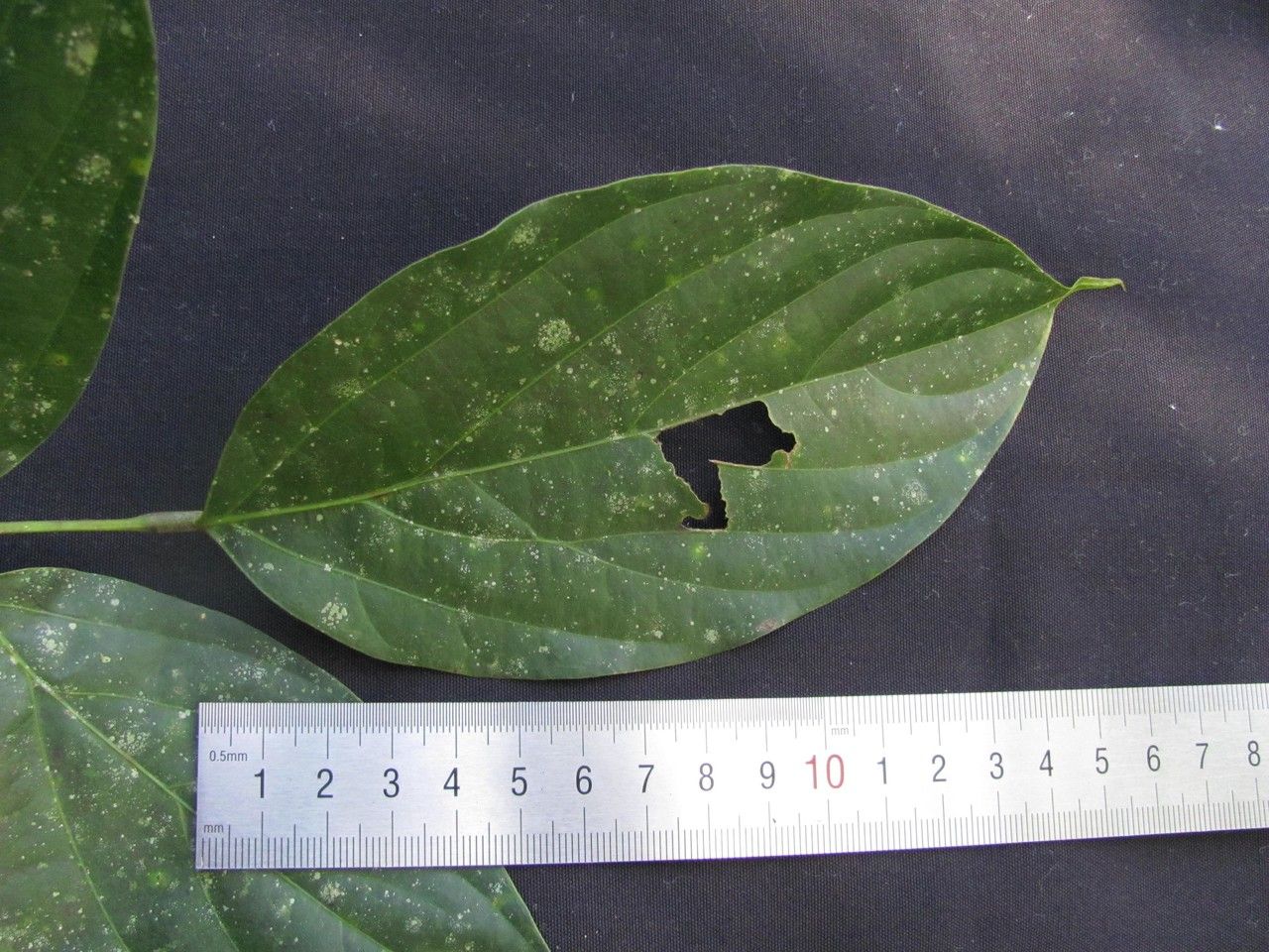 Mucuna globulifera — search result for 'Mucuna'