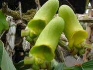 Brocchinia reducta flower